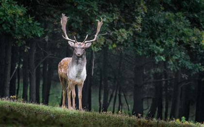 Risarcimento danni causati da impatto con fauna selvatica Risarcimento danni causati da impatto con fauna selvatica