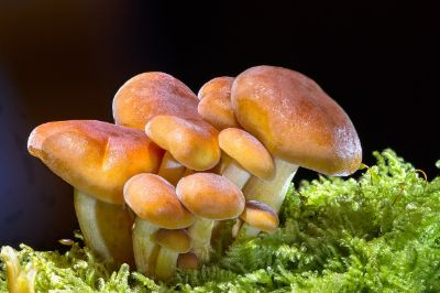 mushrooms-2279558_1280